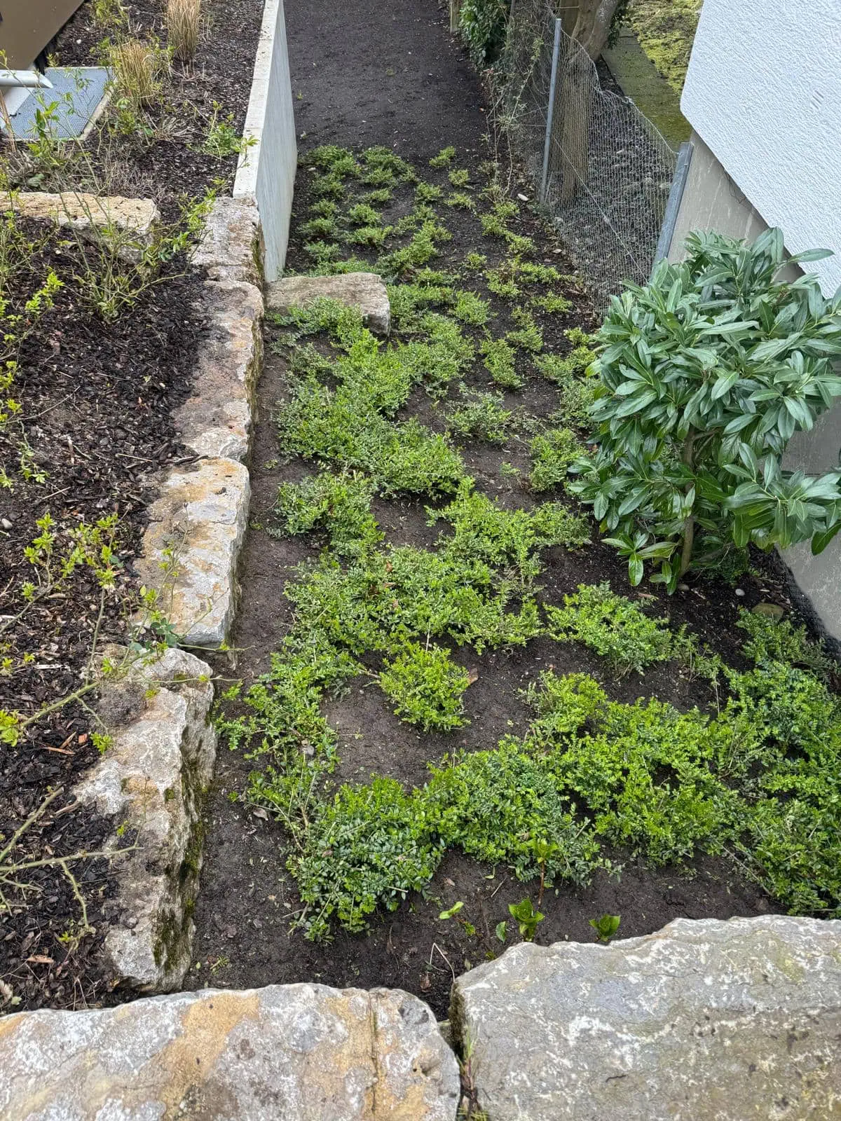 Gartenpflege Singen – gepflegte Grünfläche und Rasenpflege von BB Gartenpflege-Gartenbau