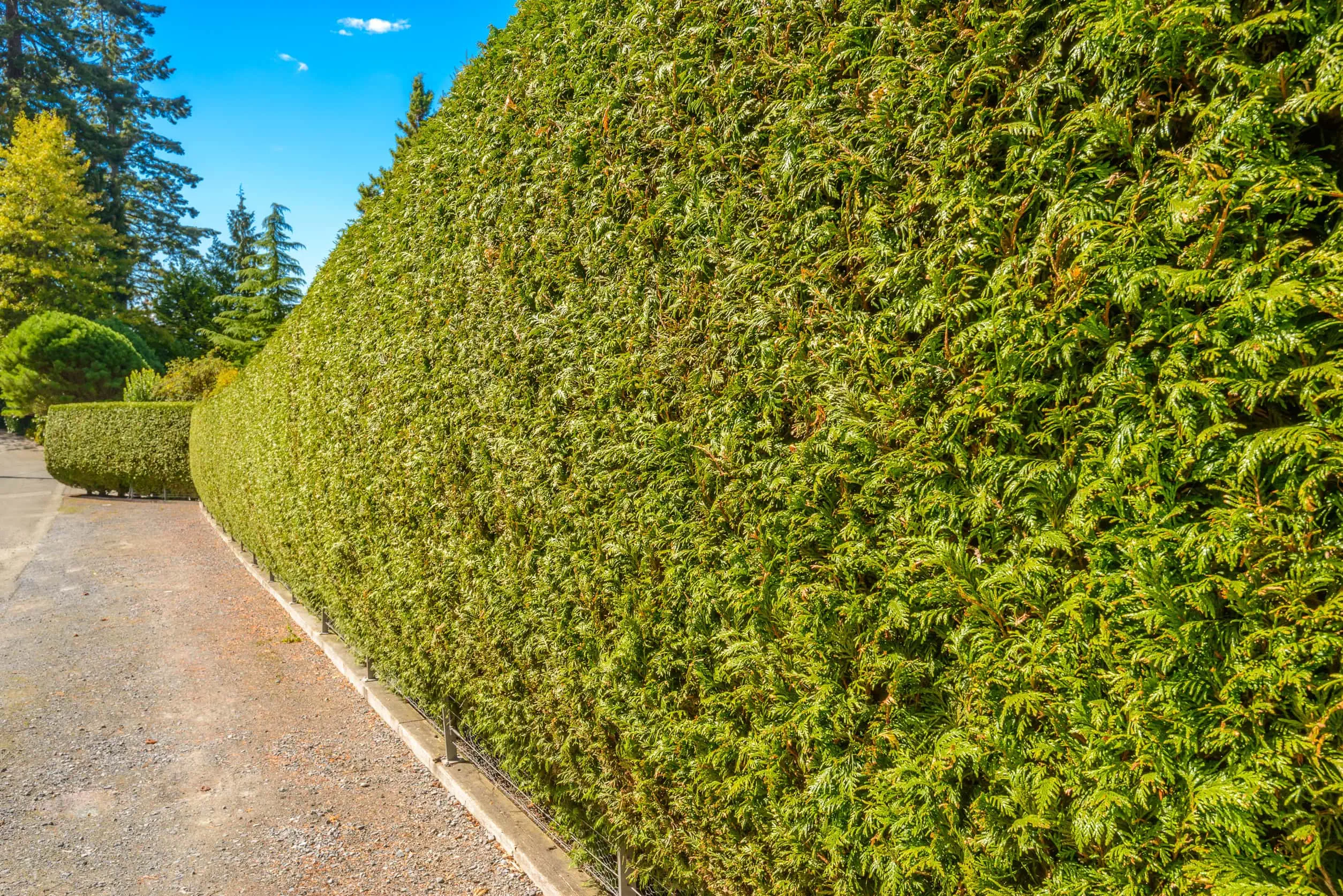 Professioneller Heckenschnitt in Konstanz – präziser Formschnitt von BB-Gartenpflege Pinarbasi