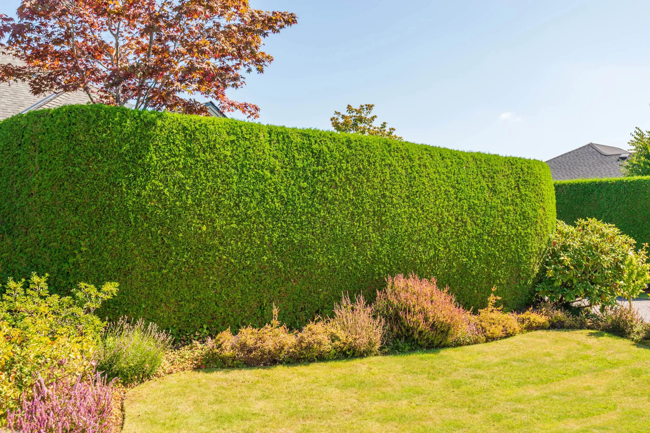 Professioneller Heckenschnitt in Singen Hohentwiel – präziser Formschnitt von BB Gartenpflege-Gartenbau