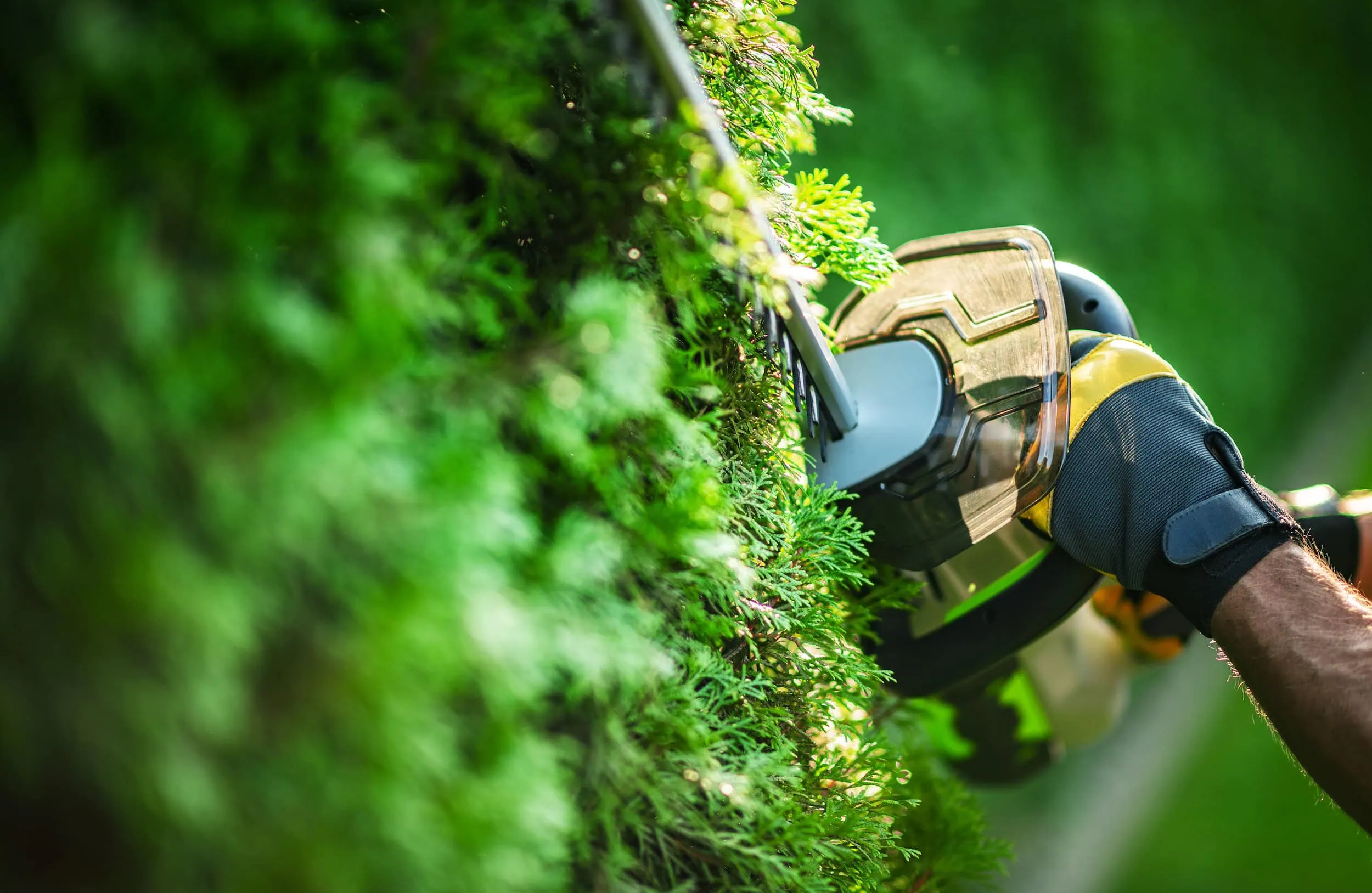 Heckenschnitt Singen – präzise geschnittene Hecke von BB Gartenpflege-Gartenbau