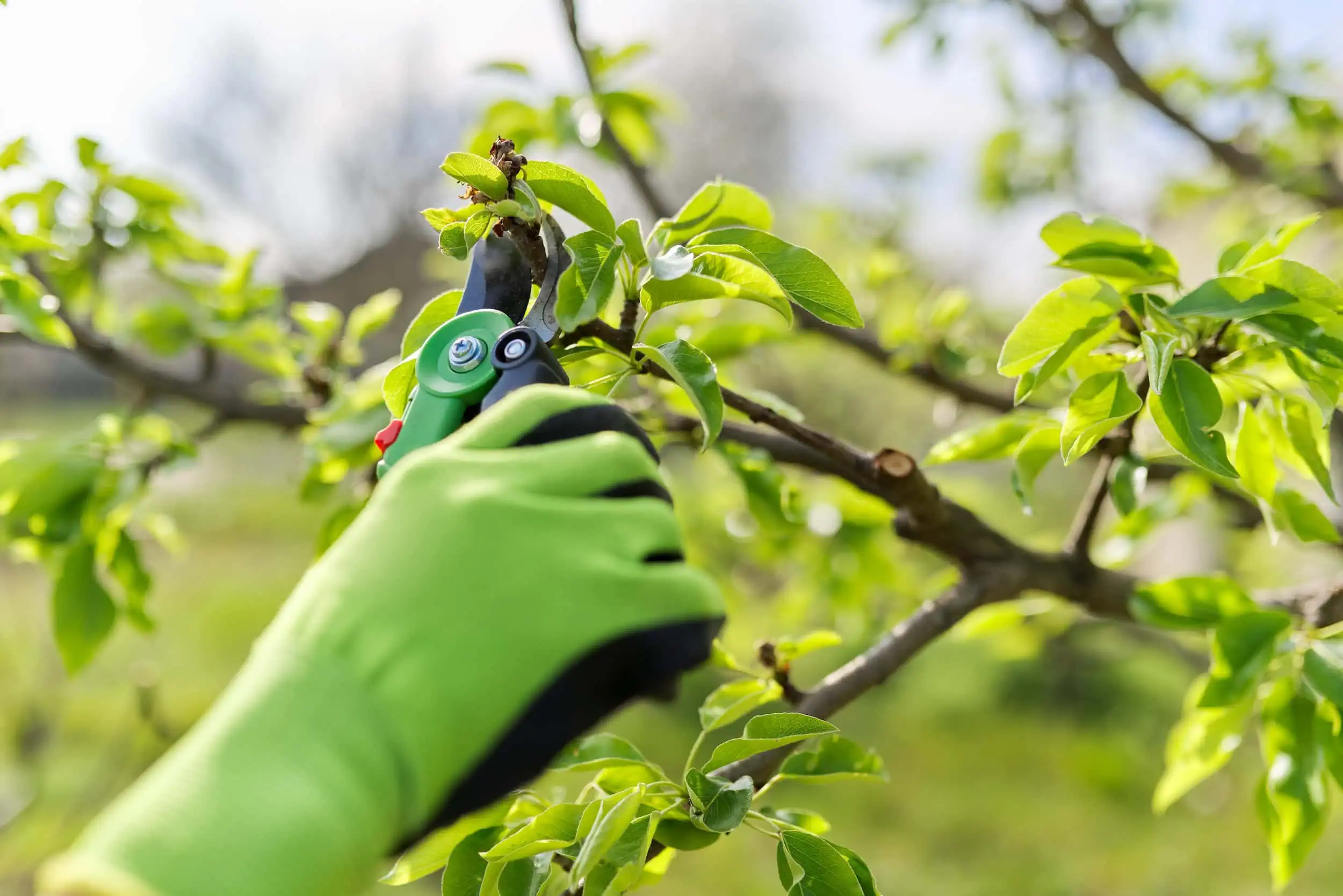 Professionelle Baumpflege in Konstanz – Kronenschnitt von BB-Gartenpflege Pinarbasi